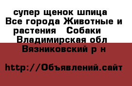 супер щенок шпица - Все города Животные и растения » Собаки   . Владимирская обл.,Вязниковский р-н